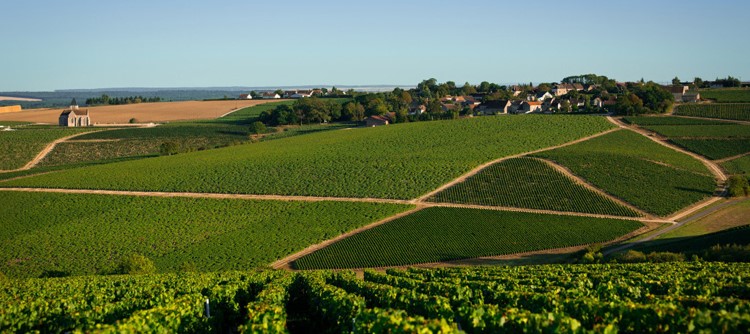 Credit : www.bourgogne-wines.com